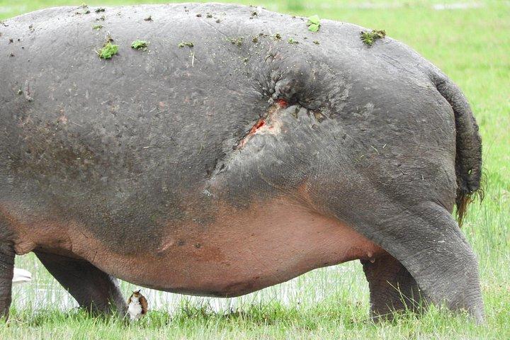 Amboseli-Tagestour ab Nairobi