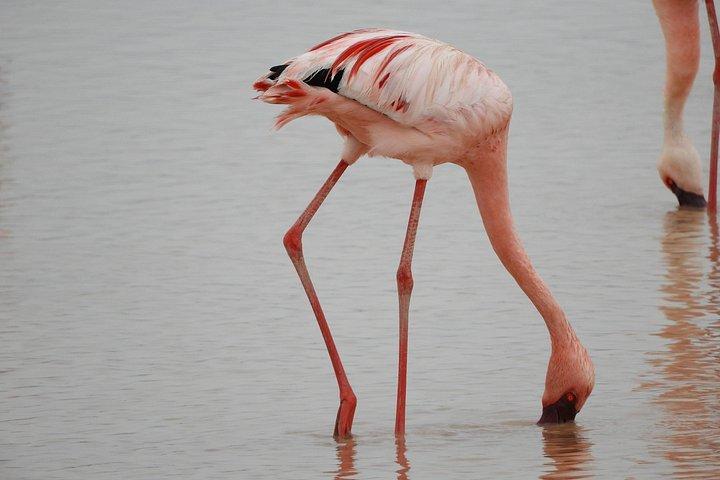 Amboseli-Tagestour ab Nairobi