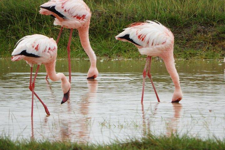 Amboseli-Tagestour ab Nairobi