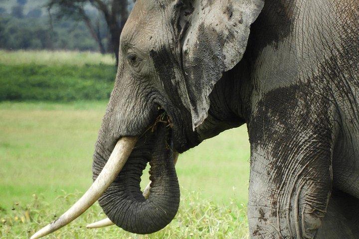 Amboseli-Tagestour ab Nairobi