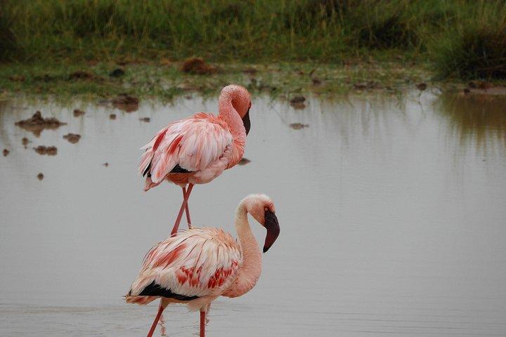 Amboseli-Tagestour ab Nairobi
