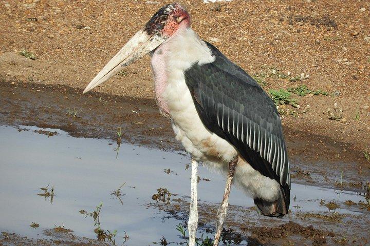 Aventura privada: Nairobi park, Centro de elefantes y jirafas