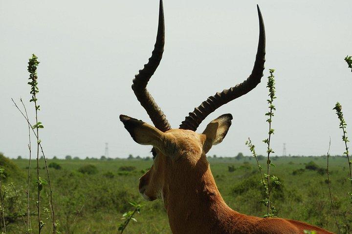 Aventura privada: Nairobi park, Centro de elefantes y jirafas