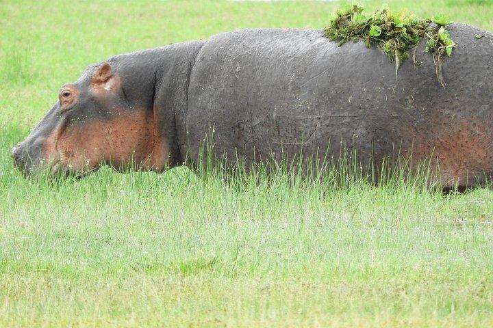 プライベート日帰りツアーツーリストバンでアンボセリ国立公園へ