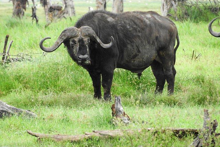 プライベート日帰りツアーツーリストバンでアンボセリ国立公園へ
