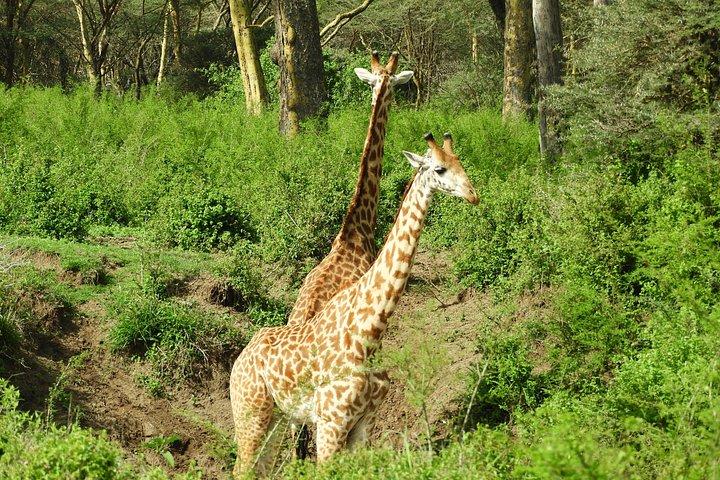 プライベート日帰りツアーツーリストバンでアンボセリ国立公園へ