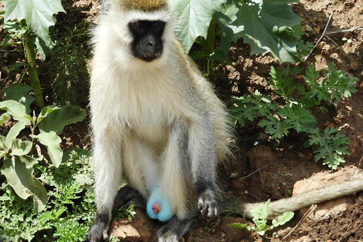 プライベート日帰りツアーツーリストバンでアンボセリ国立公園へ