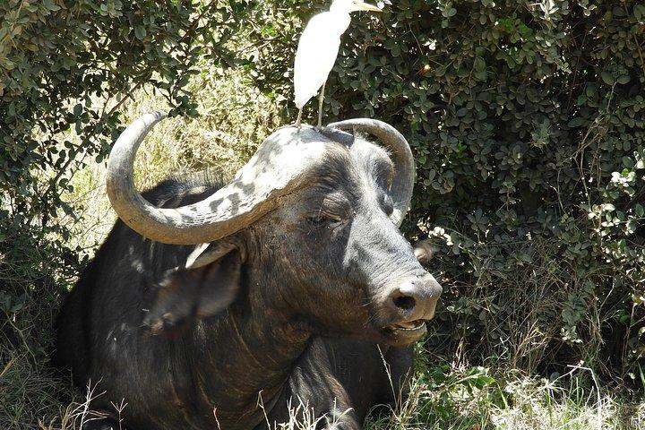 Aventura privada: Nairobi park, Centro de elefantes y jirafas