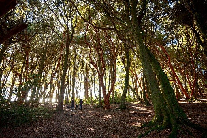 Calbuco Island & Ancient Arrayán Forest Tour von Puerto Varas
