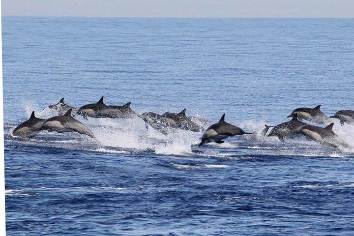 Osservazione dei delfini e delle balene a Puerto Escondido