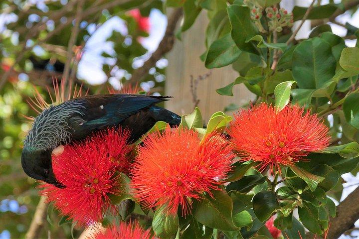 Spectacular Wellington: Full Day Private Sightseeing Tour