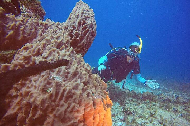 2 Tanks Scuba Diving in Punta Cancun Reefs for Certified Divers