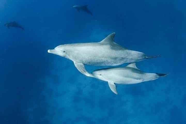 2-Hours Dolphin Excursion in Mauritius