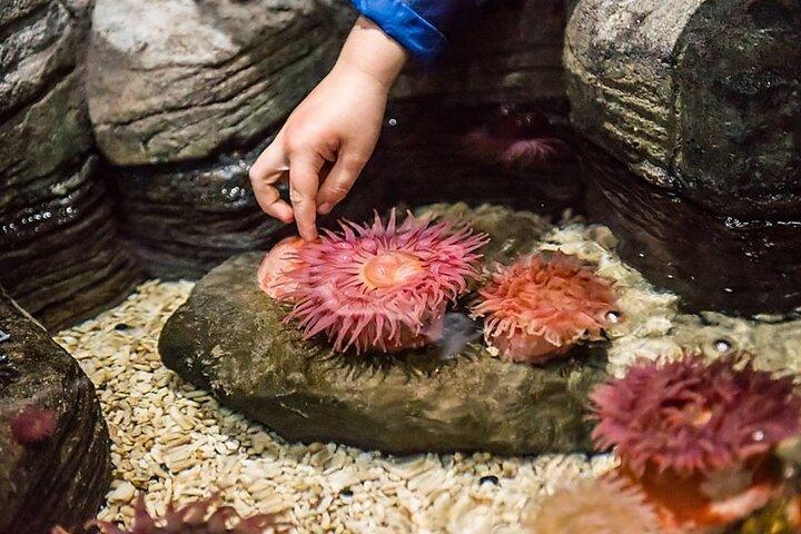 SEA LIFE水族館 グレープバイン入園券