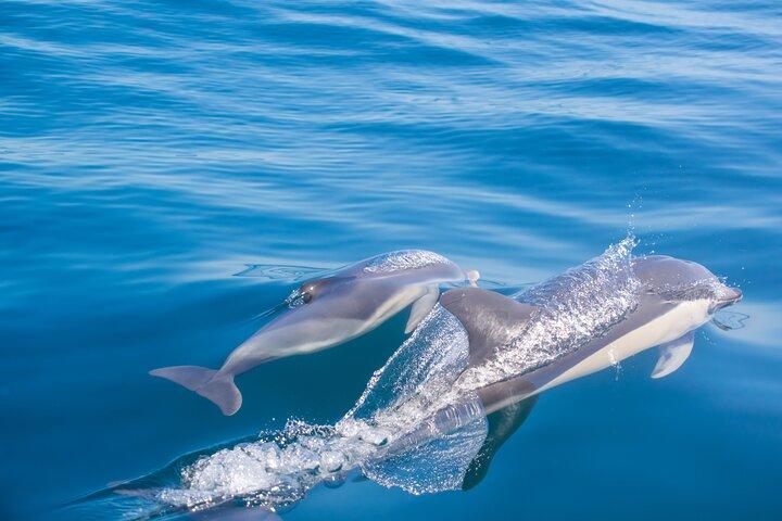 Portimão:Imbarco nella Natura•Benagil e delfini•Biologo a bordo