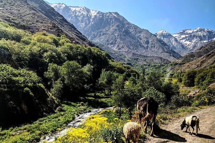 Imlil Village and Mount Toubkal Tour from Marrakech