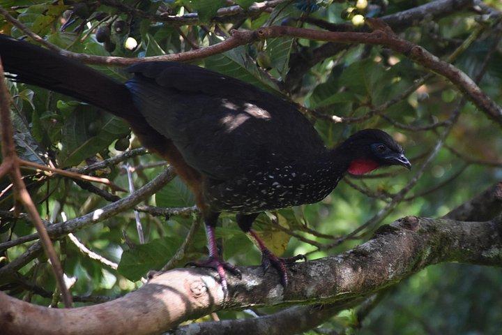 Excursion d’observation des oiseaux à Monteverde
