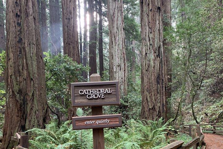 Private Tour Muir Woods und Sausalito