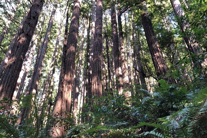 Private Tour Muir Woods and Sausalito