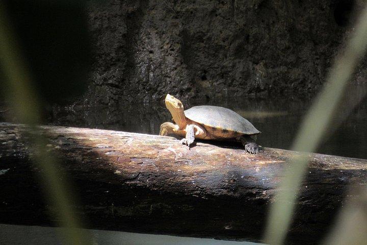 Mangrove Kayak