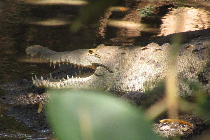 Mangrove Kayak