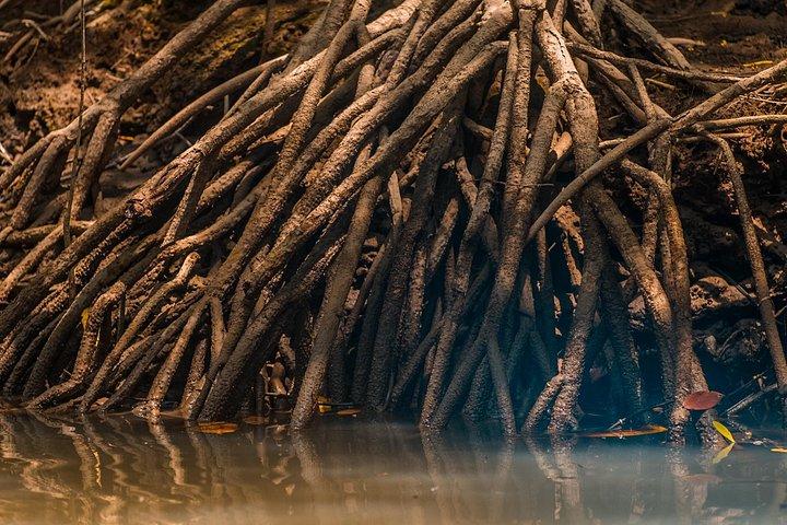 Mangrove Kayak
