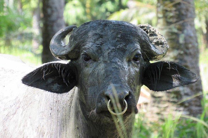 Eco Farm Tour & Water Buffalos