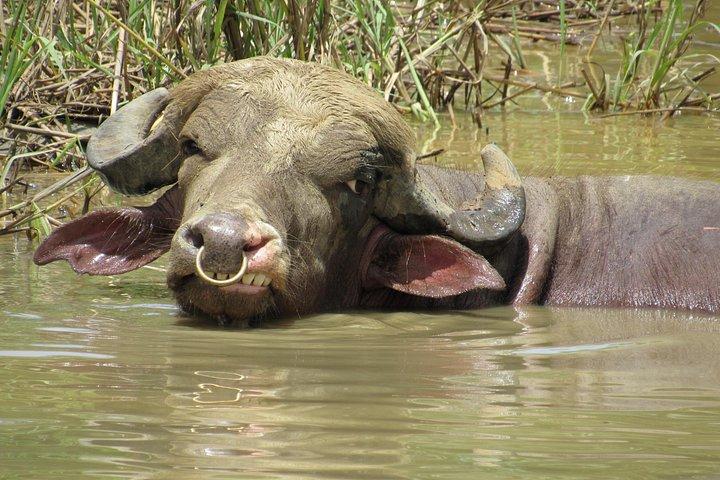 Eco Farm Tour & Water Buffalos
