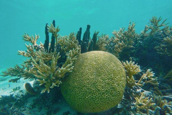 Creole Antigua Tours Tuba - Homard Déjeuner Croisière Cades Reef