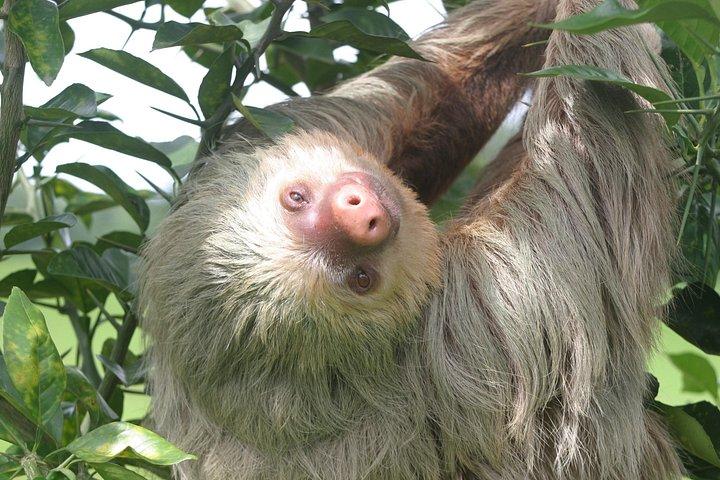 ラ・フォルトゥナ発カニョ・ネグロ野生動物ボートサファリ（全日ツアー）