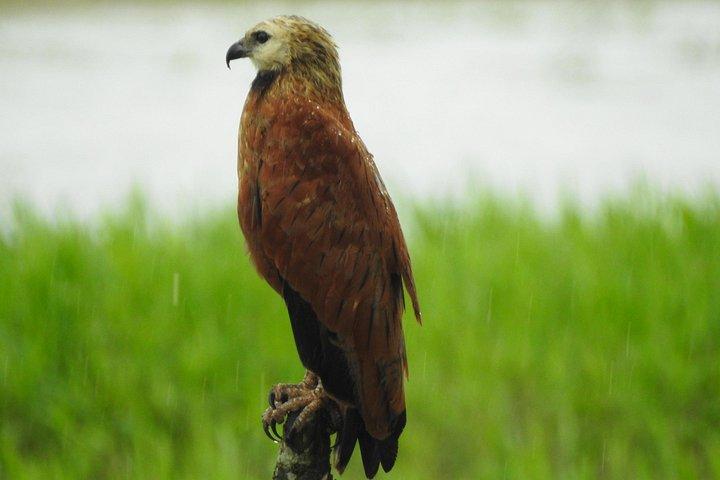 ラ・フォルトゥナ発カニョ・ネグロ野生動物ボートサファリ（全日ツアー）