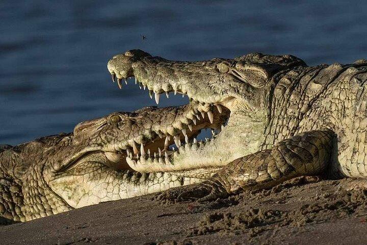 Big Five Safari en Tanzanie