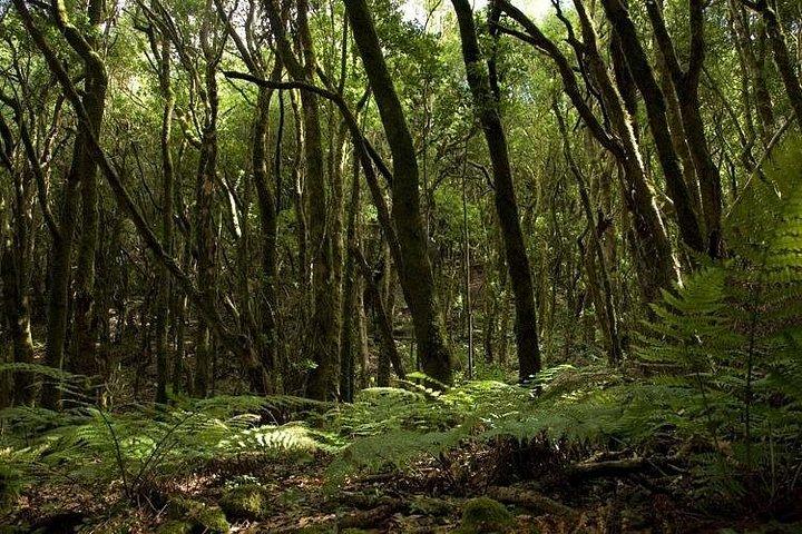 テネリフェ島からゴメラ島への終日ガイド付きツアー