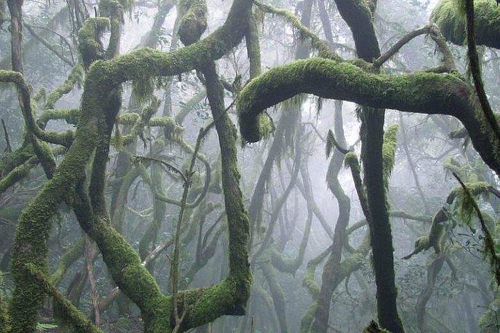 テネリフェ島からゴメラ島への終日ガイド付きツアー