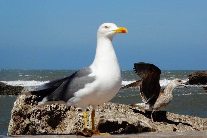 Gita di un giorno a Essaouira da Marrakech