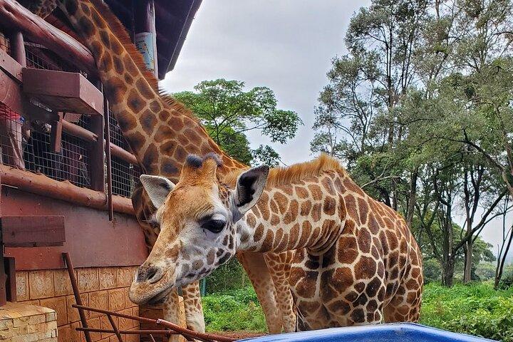 Visite du centre des girafes de Nairobi et de l'orphelinat des éléphants en option