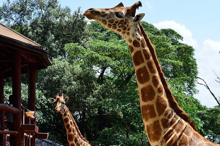 ナイロビ キリン センターへのツアーとオプションのゾウの孤児院