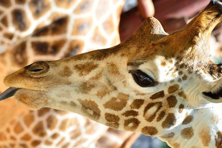ナイロビ キリン センターへのツアーとオプションのゾウの孤児院
