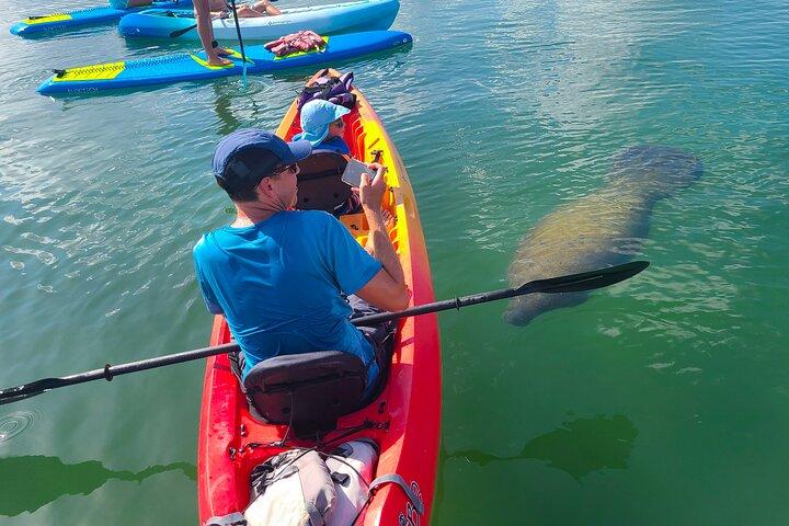 Mangroventunnel & Manatee Kayak Eco-Tour