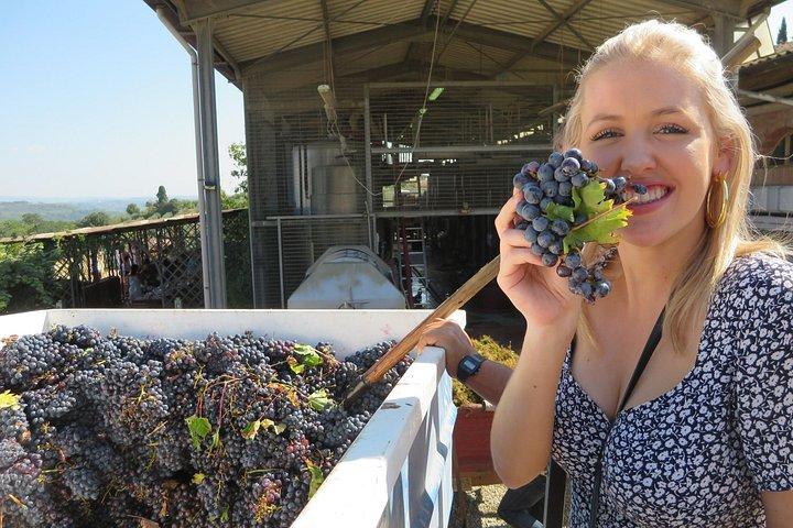 ピサ、ヴィンチ、トスカーナ、ワインの試飲が1日で！-少人数制