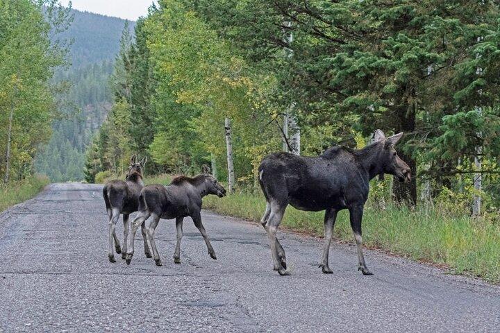 Ganztägige Luxus-Privat-Grand-Teton-Nationalpark-Tour