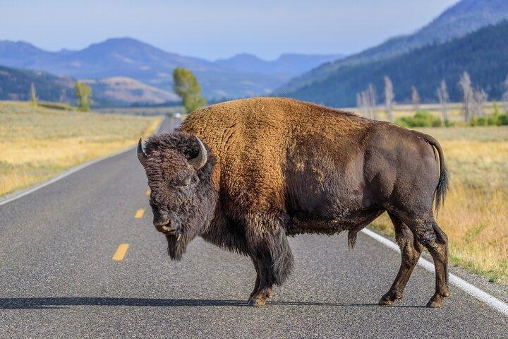 Yellowstone-Nationalparktour ab Jackson Hole