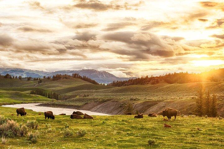 Yellowstone-Nationalparktour ab Jackson Hole
