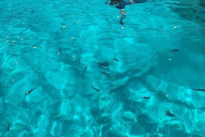 Reef Safari - Snorkeling, Fish Feeding & Lunch (Shared Day Trip)