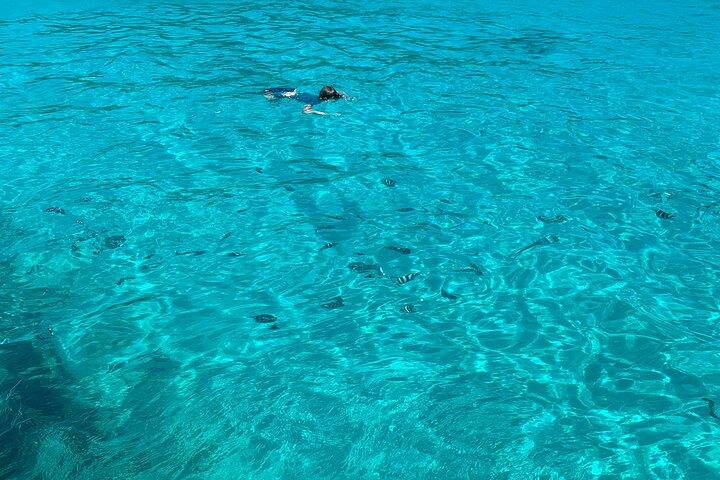 Reef Safari - Snorkeling, Fish Feeding & Lunch (Shared Day Trip)