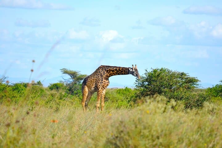 Nairobi National Park Safari Tour.