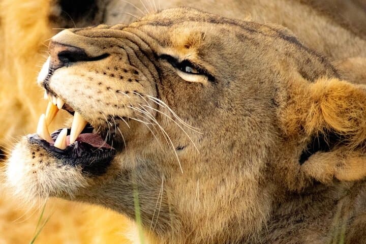 Nairobi National Park Safari Tour.