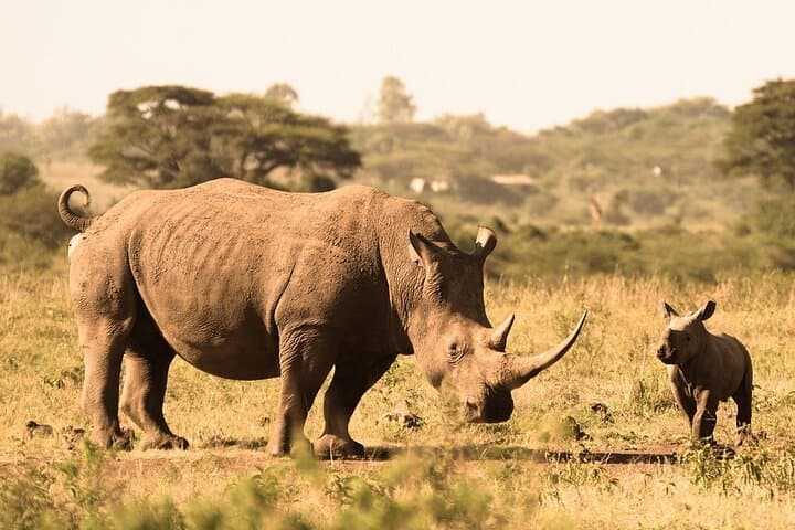 Nairobi National Park Safari Tour.