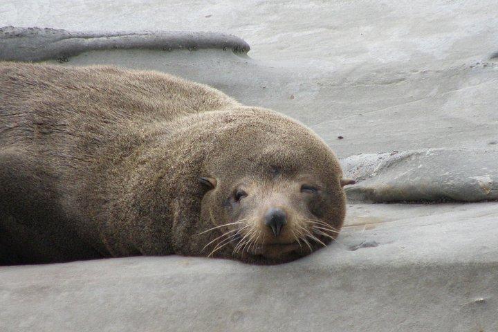 ウェリントンからの風光明媚なサウス ワイララパ 1 日ツアー