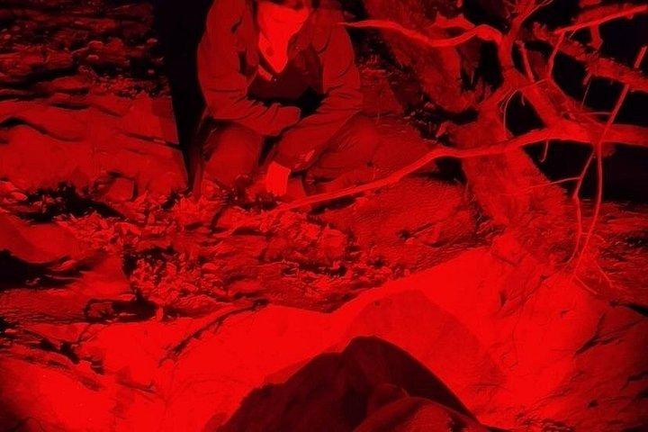 Tour di nidificazione delle tartarughe